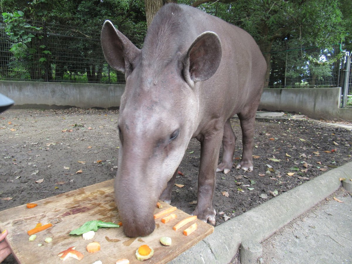 ট ইট র 智光山公園こども動物園 公式 ブラジルバクのリリーのお誕生日会を行いました たくさんのご参加ありがとうございました 会の直前に朝餌を食べてましたがケーキの方もモリモリ食べてくれました 今年も健康で過ごせますように ブラジルバク