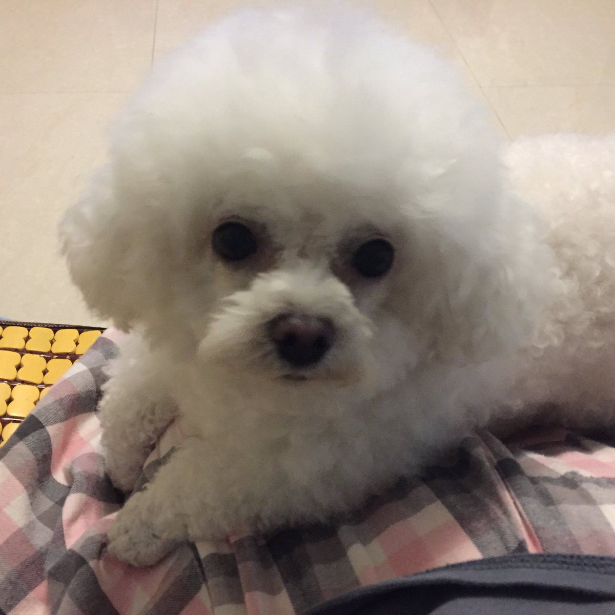 カンユウ tweet media