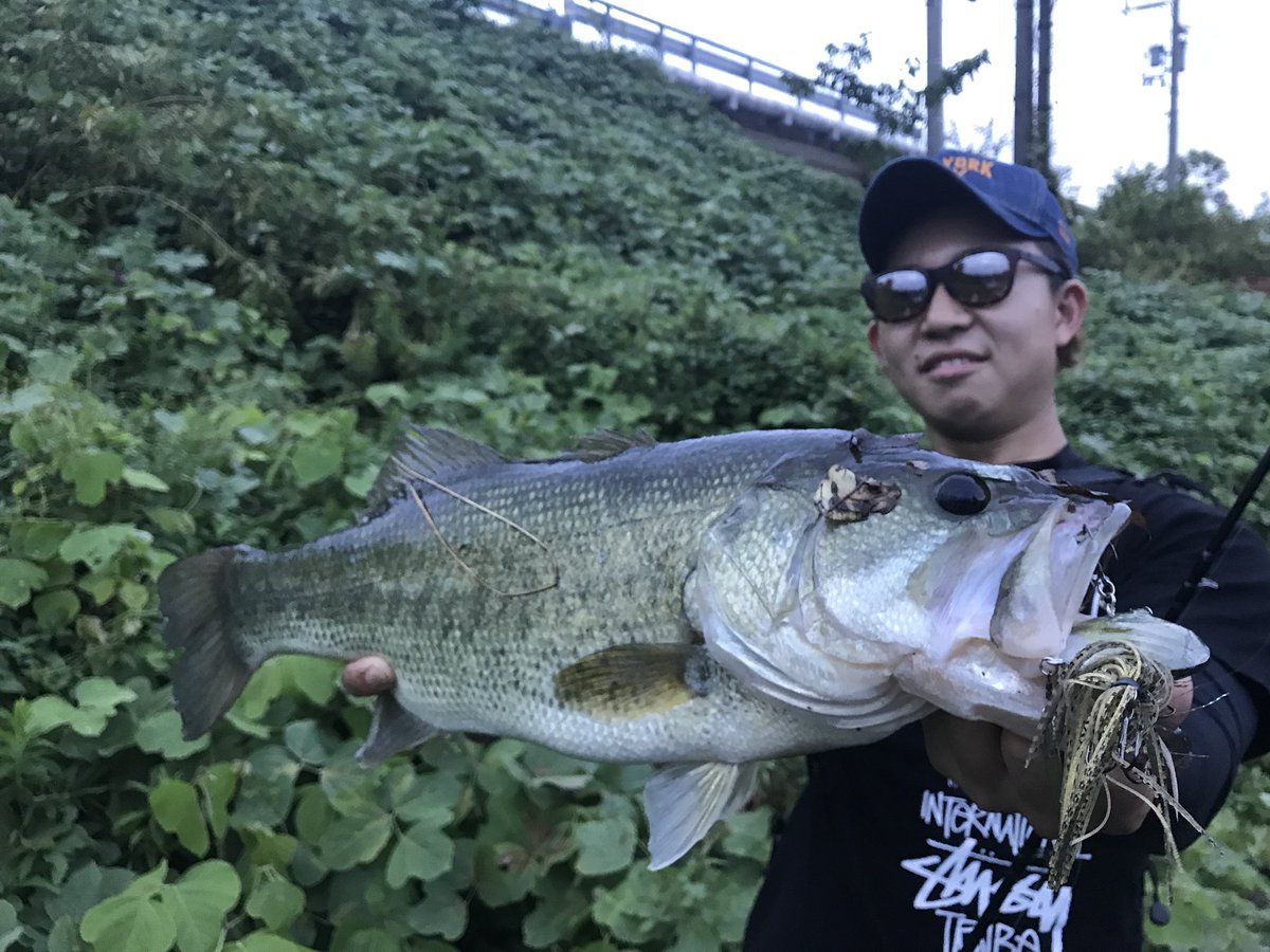 BASSLOVEMIKKY's tweet photo. 午前中サカマタで釣った場所戻って
ギルフラスイマーでラインブレイクしてバラした50アップもう一回ゾーイでかけて
喉に針引っかかってて針引っ張ったら喉の奥からニュルンってギルフラスイマー出てきて回収。笑笑
ギルフラスイマー帰ってきて嬉しいし魚釣れて嬉しいし死なんでよかった
一石三鳥！笑 https://t.co/m09lJWjsWR