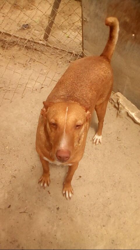 Hola <a href="/perezreverte/">Arturo Pérez-Reverte</a> ella es #Ámbar nuestra peluda más antigua. Ella ha visto entrar y salir a tod@s sus compis y tengo q decir q no es justo, pq está sana, es buena, alegre, cariñosa, sociable, excelente compañera. Cómo es posible q NADIE se haya enamorado d ella? RT MASIVO, xfa.