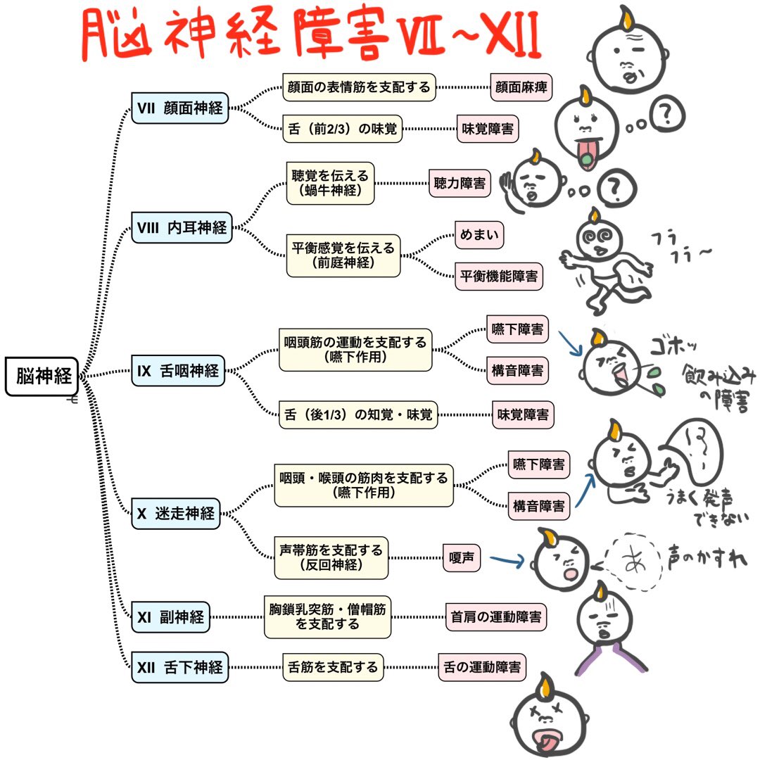 イラストで分かる】 「脳神経障害Ⅶ〜Ⅻ」 前回の投稿の続きです