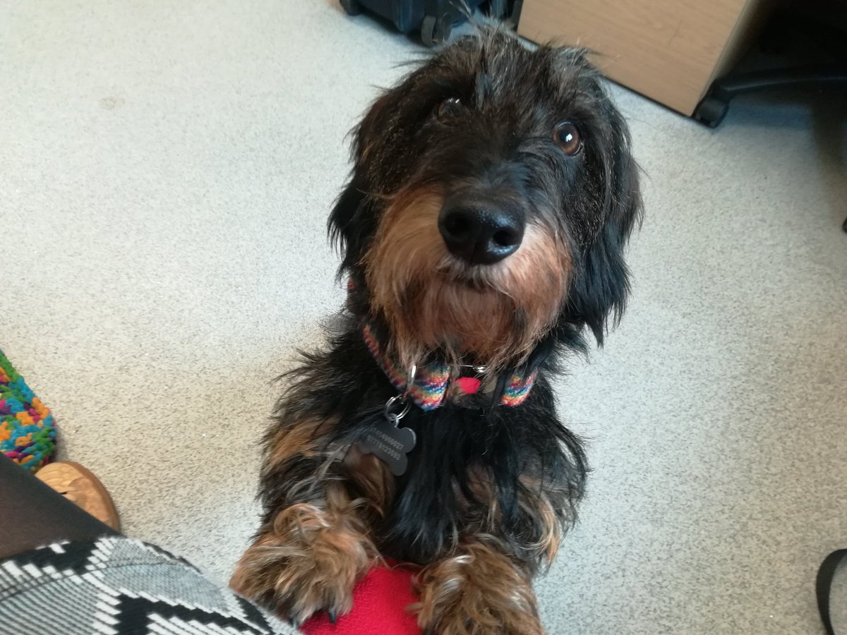 karolgrvet's tweet photo. Bruno (@bruno_mrcuteface in IG) clearly enjoyed coming to the office yesterday... @jessica_minett #PhDdog #PhDLife #fridaysarecool #besthelp @SwanseaUni https://t.co/W62R1O9qAQ