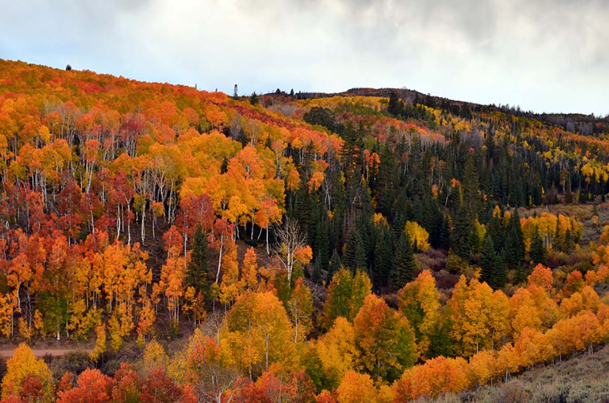 AmericanForests's tweet photo. Who's ready for fall? These gorgeous aspens in @FishlakeNF, Utah, have us excited for the many hikes, camping trips and fall foliage views that come around this time of year! #RecSpotlight 📷: @forestservice https://t.co/3pB35wntZD