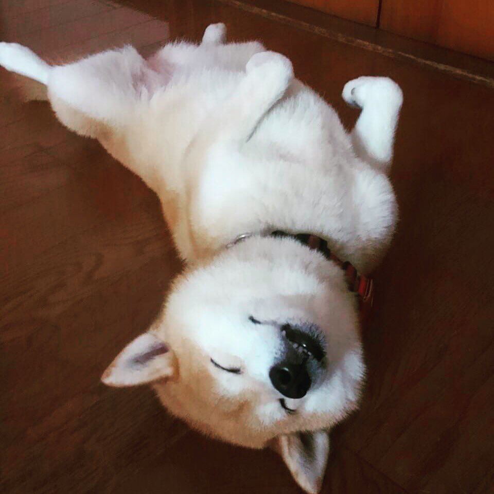 冬生まれだからこたつ 冬生まれだからこたつ