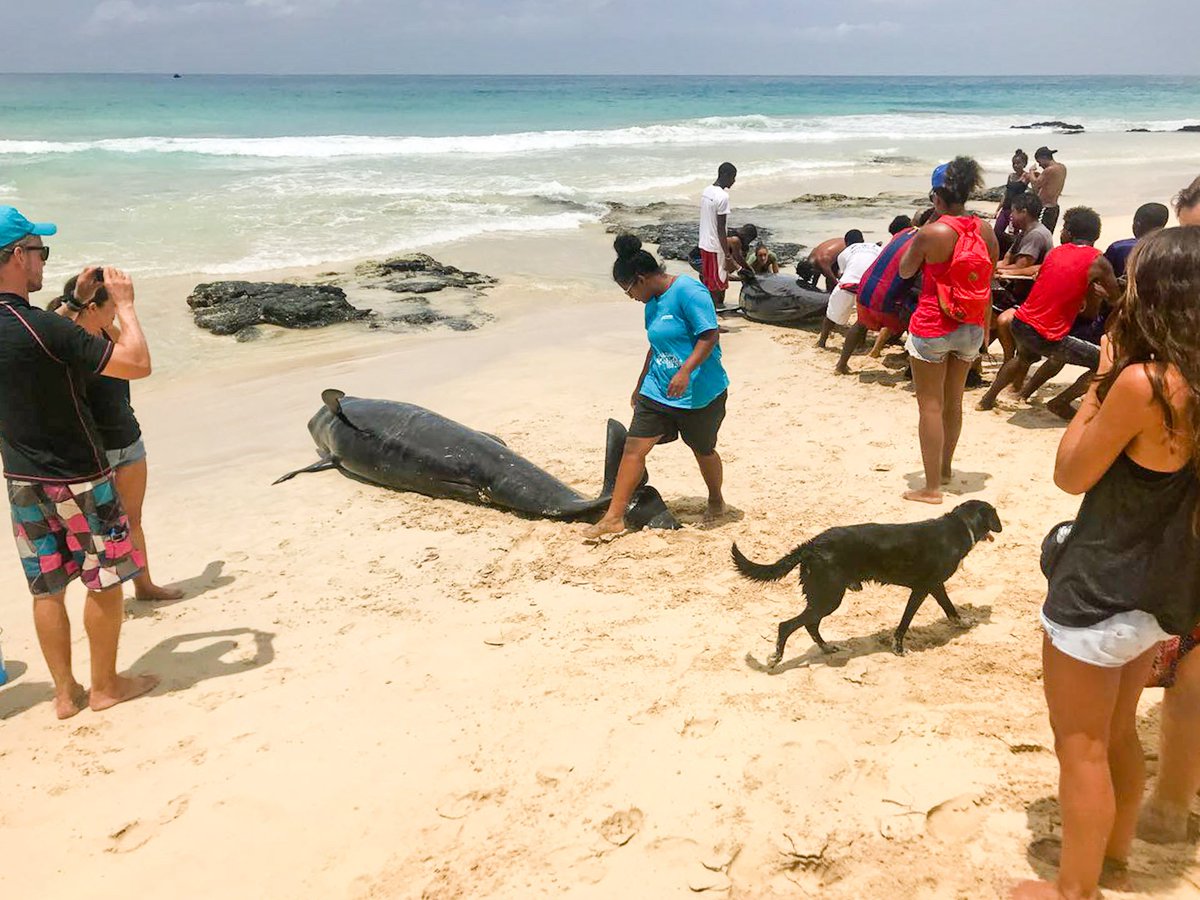 TurtleFound's tweet photo. Last Thursday, more than 30 short-finned pilot whales stranded in the West of the Cape Verdean Island of Boavista. More than 10 animals died on the beach, but the others could be rescued in a great joint effort. Read more at https://t.co/BdD6WqItJj
#whales
#pilotwhales https://t.co/OTGgvJ9ogI