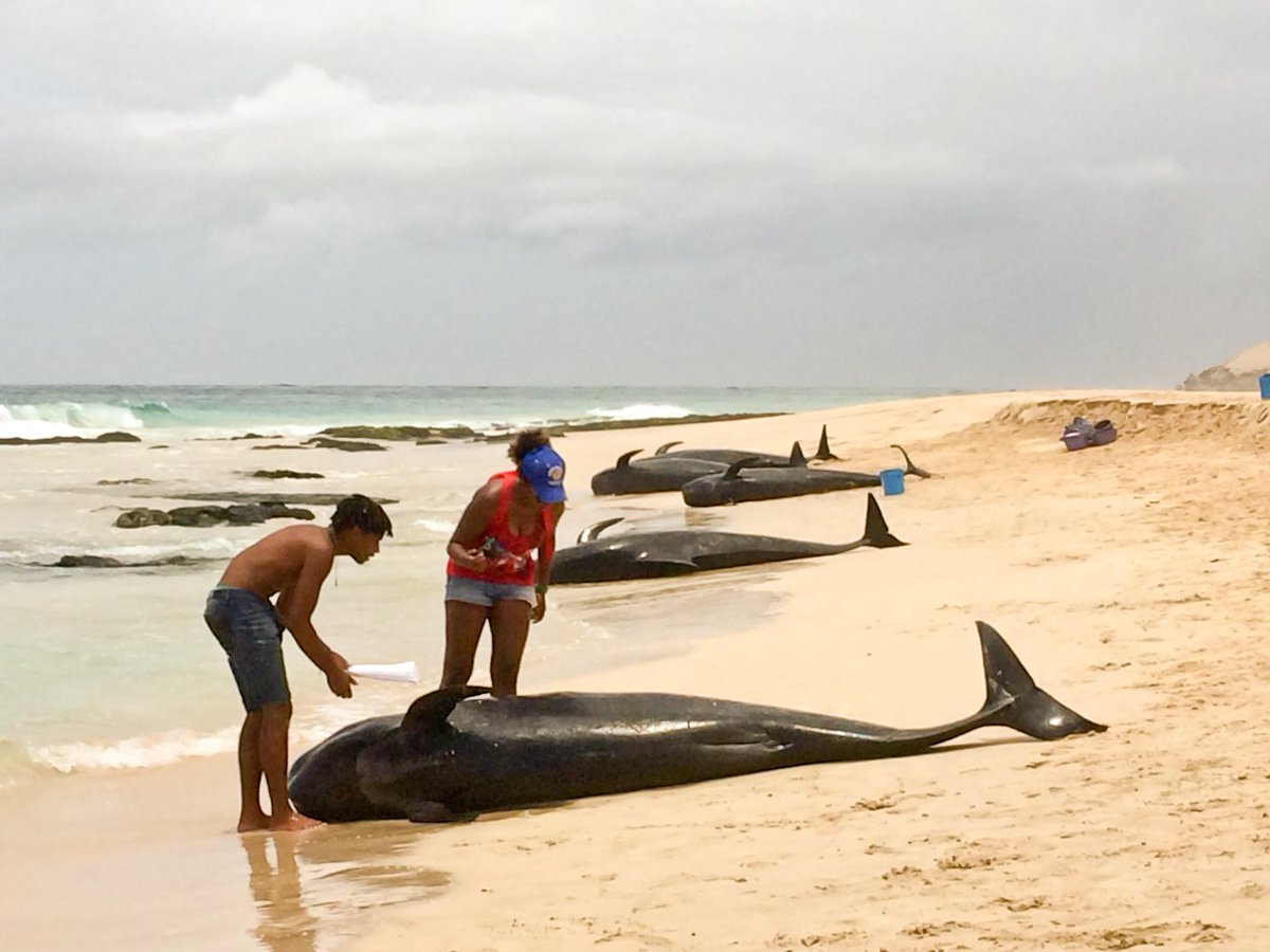 TurtleFound's tweet photo. Last Thursday, more than 30 short-finned pilot whales stranded in the West of the Cape Verdean Island of Boavista. More than 10 animals died on the beach, but the others could be rescued in a great joint effort. Read more at https://t.co/BdD6WqItJj
#whales
#pilotwhales https://t.co/OTGgvJ9ogI