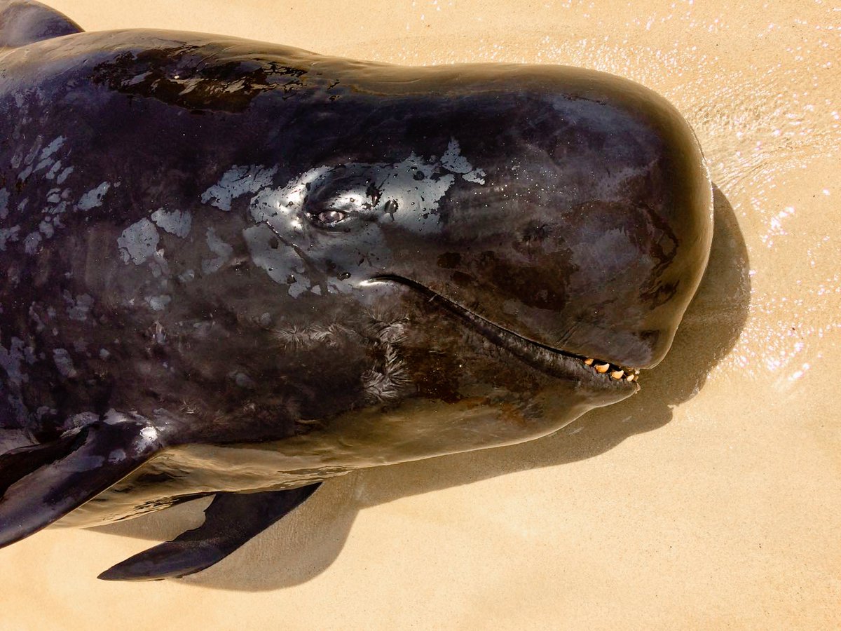 TurtleFound's tweet photo. Last Thursday, more than 30 short-finned pilot whales stranded in the West of the Cape Verdean Island of Boavista. More than 10 animals died on the beach, but the others could be rescued in a great joint effort. Read more at https://t.co/BdD6WqItJj
#whales
#pilotwhales https://t.co/OTGgvJ9ogI