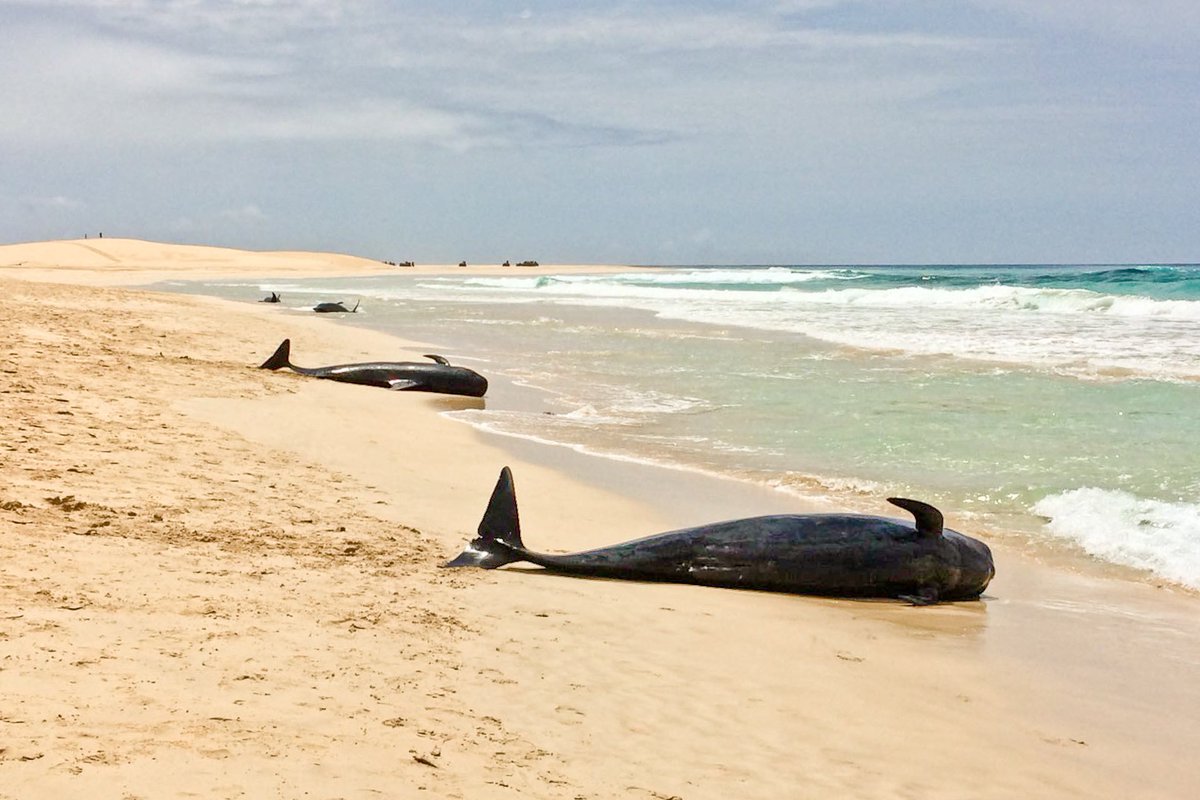 TurtleFound's tweet photo. Last Thursday, more than 30 short-finned pilot whales stranded in the West of the Cape Verdean Island of Boavista. More than 10 animals died on the beach, but the others could be rescued in a great joint effort. Read more at https://t.co/BdD6WqItJj
#whales
#pilotwhales https://t.co/OTGgvJ9ogI