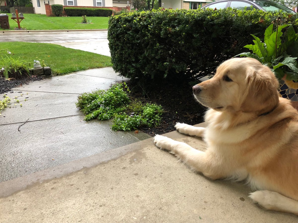 DMaetzMedia's tweet photo. 8:09 Dog waiting to bring @DispatchAlerts to porch from driveway. One problem: paper hasn’t hit driveway yet. #midmorningedition. https://t.co/2G1BpnWljS