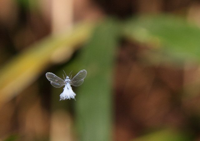 九十九屋きゃの十三 Twitter પર 雪虫とかカイガラムシの成虫とか妖精に見えるねぇ フランシスとエルシーが妖精だって勘違いしてしまうのも致し方ないねぇ