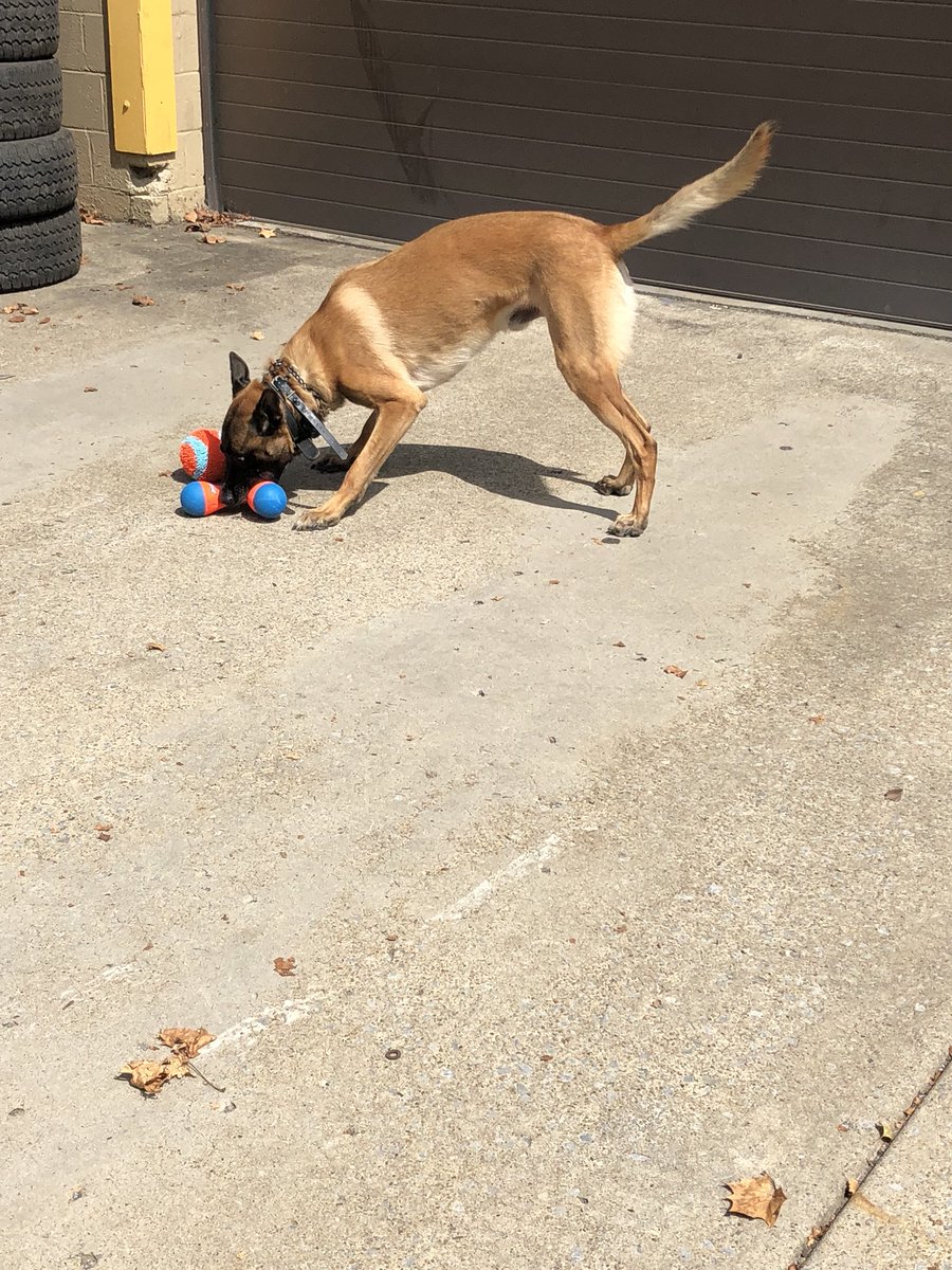 K9Filou's tweet photo. Thank you @Christina_Roof for my gifties - @K9Rebbel made sure I got them... and I played all afternoon with them 💙🖤💙🐾 @Orion45760714 @L_Pysz @JohnLaulis @memechell83 @girlloveswvu @SHEL_WV @LivePDK9 @LivePDNation @k9sofvalor https://t.co/6n0MyIXPMv