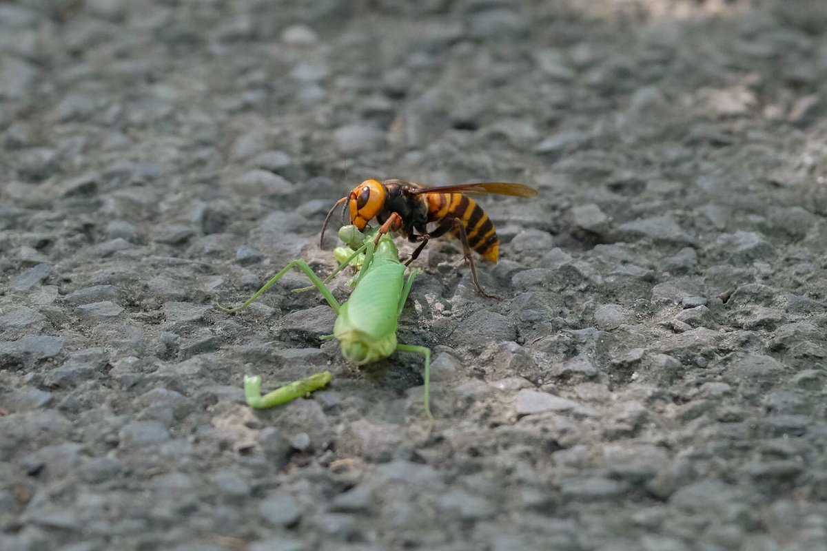 カマキリ スズメバチ