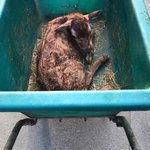 Photo by London Cow Save🇨🇦 (@LondonCowSave)