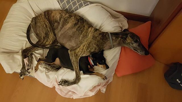 SOSGalgos's tweet photo. No hay nada como un buen amigo para la siesta...
Feliz fin de semana! (Galga Athenea)
#adopta #galgo #nocompres #ayuda #findesemana #vive #encompañia #conperro https://t.co/hdoLZe3k9w https://t.co/rpXsIxHGV0
