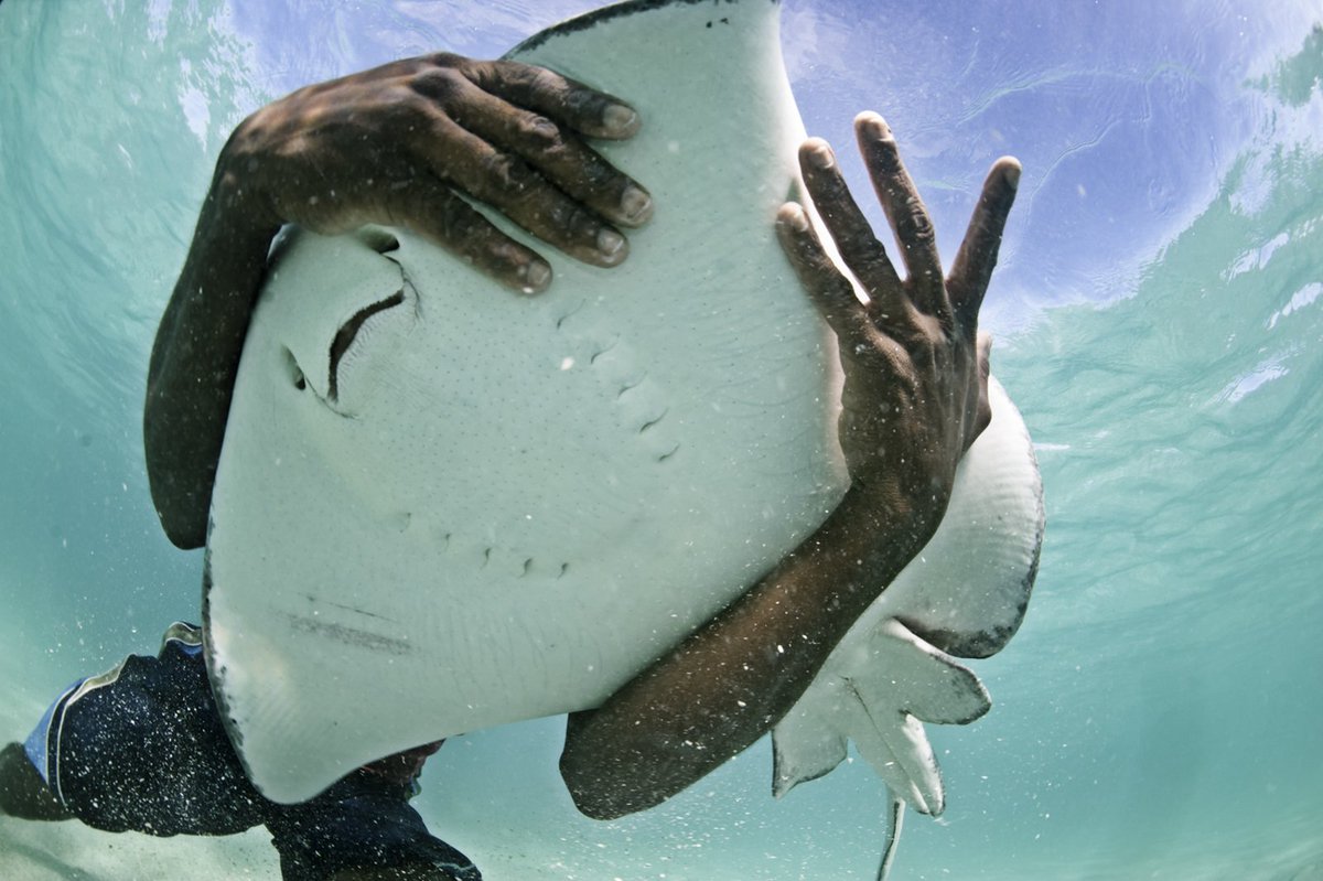 A free diver lifts a stingray from the ocean floor in Antigua, Caribbean. Unlike sharks and most fishes, which get most of their swimming power from a tail fin, stingrays uses its paired pectoral fins for moving about. #sealife #stingray #Caribbean #fish