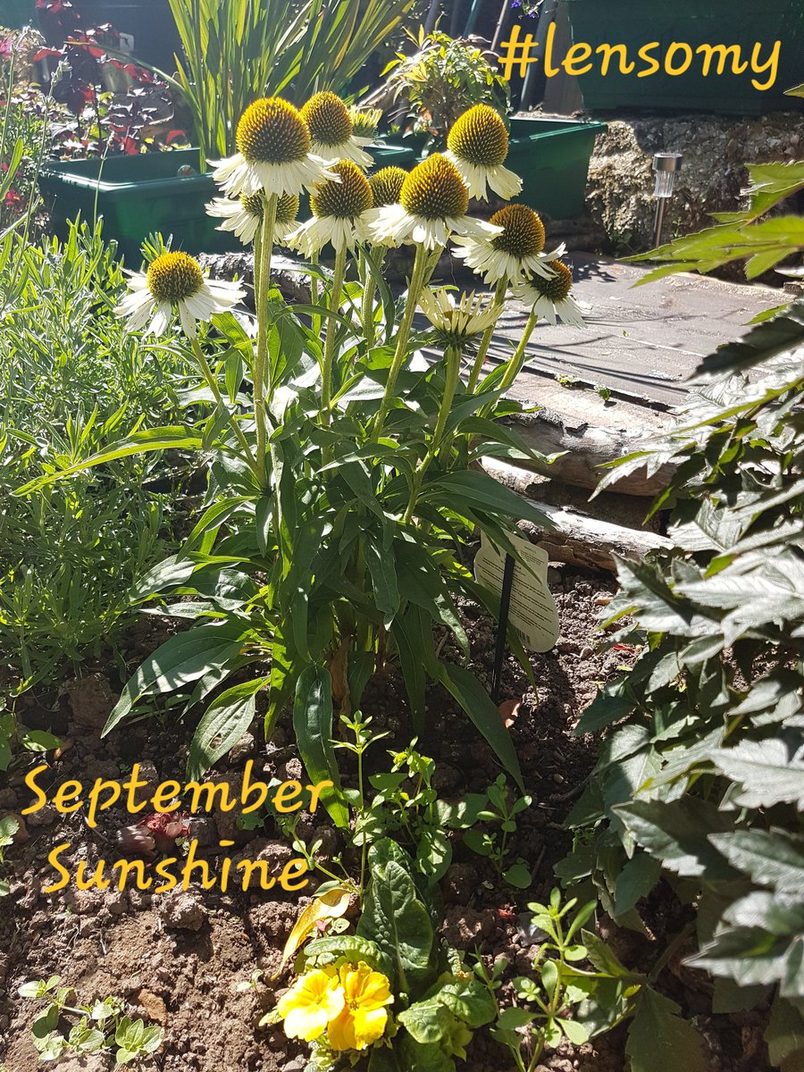 HandmadeLensomy's tweet image. ☀️
September's 
Sunshine days
Catching rays
Under its warm gaze
In a lensomy haze
#lensomy #poet #witch 💛🤘
#echinacea #september
#flowerpoetry #POEMS #gardenpoetry