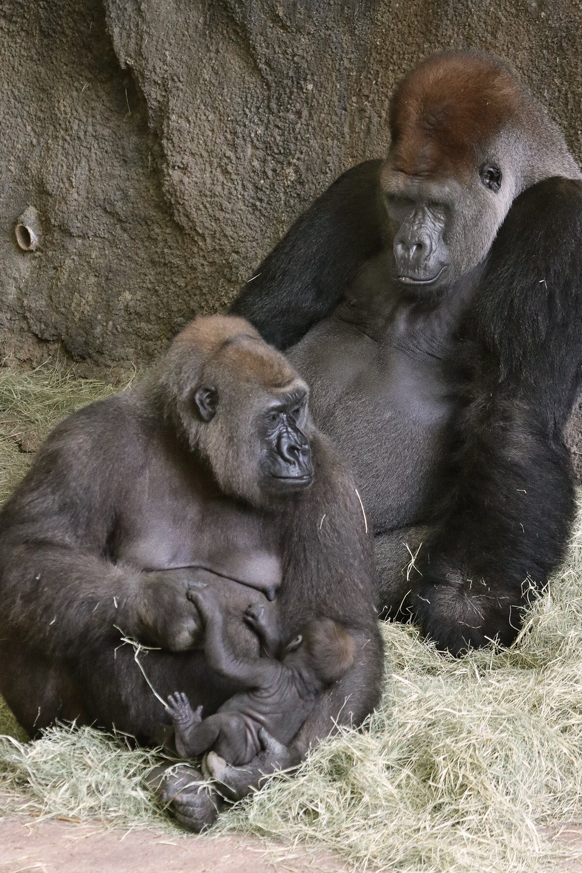 Dallas Zoo on Twitter: "#SAAMBILISATURDAY: It's the BEST day of the