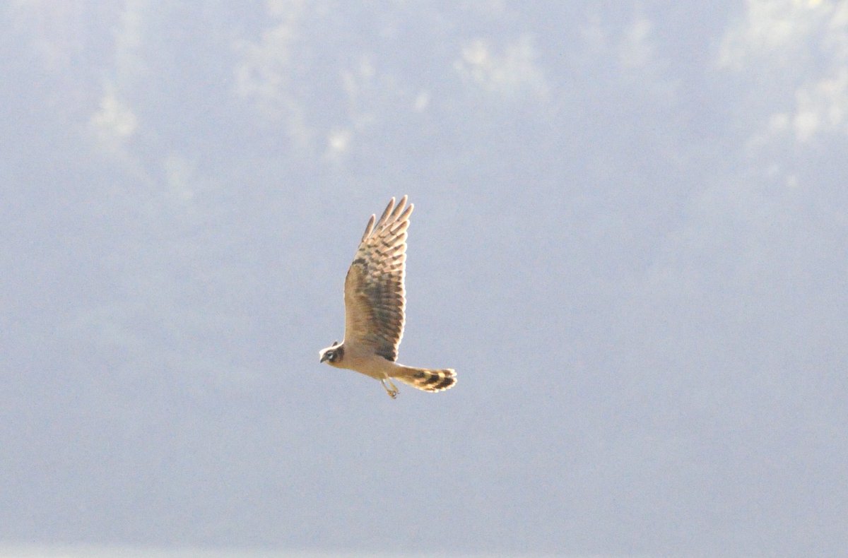 1y MONTAGU‘S HARRIER from this morning at my local patch in bätterkinden, switzerland.