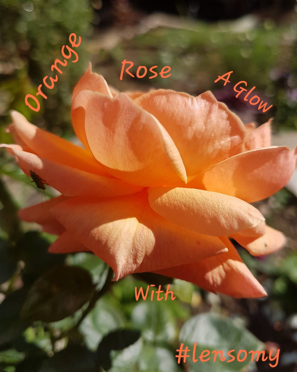 🧡
An Orange Rose 
A Glow 
With 
Lensomy 
#lensomy #poet #witch 💛🤘
 #flowerpoetry #POEMS  #micropoetry