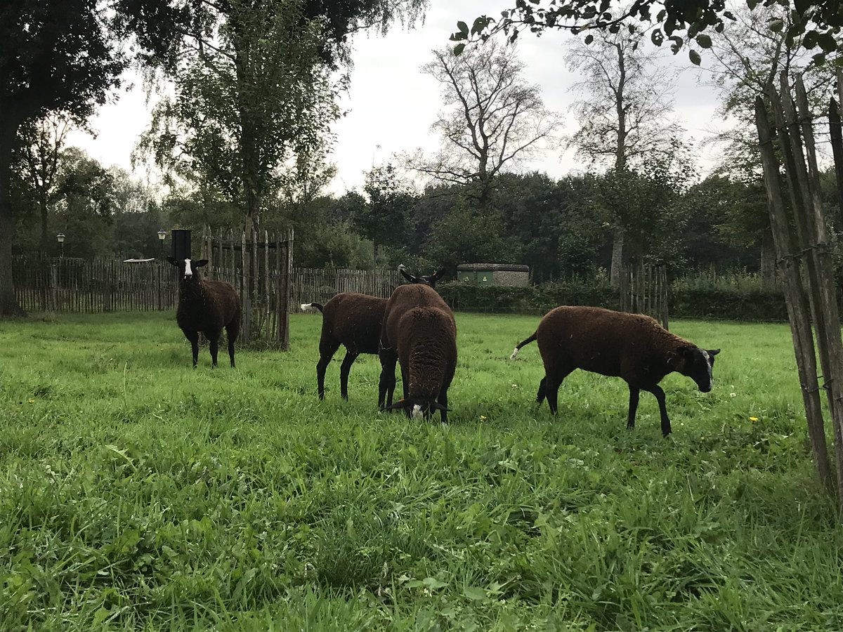 Naast de dieren die al voorbij zijn gekomen, zoals varkens en de kippen. Lopen er op onze boerderij ook nog 4 zwartbles schapen, onze vrolijke hond Dara en enkele poezen. Deze zijn er voor de gezelligheid, hobby en ongediertebestrijding (poezen).