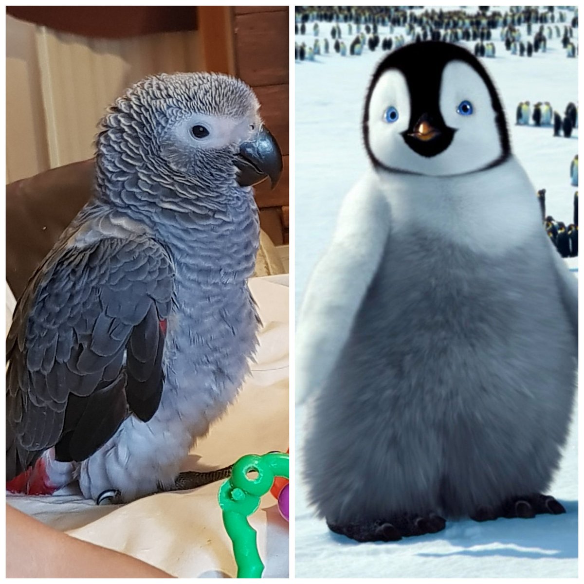 mumble82's tweet image. Sadly i got the worst  news this morning mumble had passed away i am absolutely devestated we had grown so attached to him and lived him dearly life can be so cruel #devestated #lifesnotfair #ripmumble