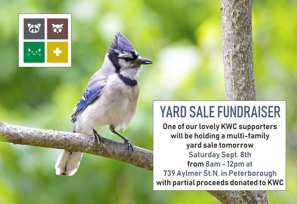 KawarthaWild's tweet photo. If you are driving around Peterborough this morning - please stop by 739 Aylmer St. N. and check out what they have available at their Yard Sale. Partial proceeds will be donated to @CentreKawartha  #ptbo #KWC #yardsale #ontariowildlife #ontarionature https://t.co/6zr6WvmTmd