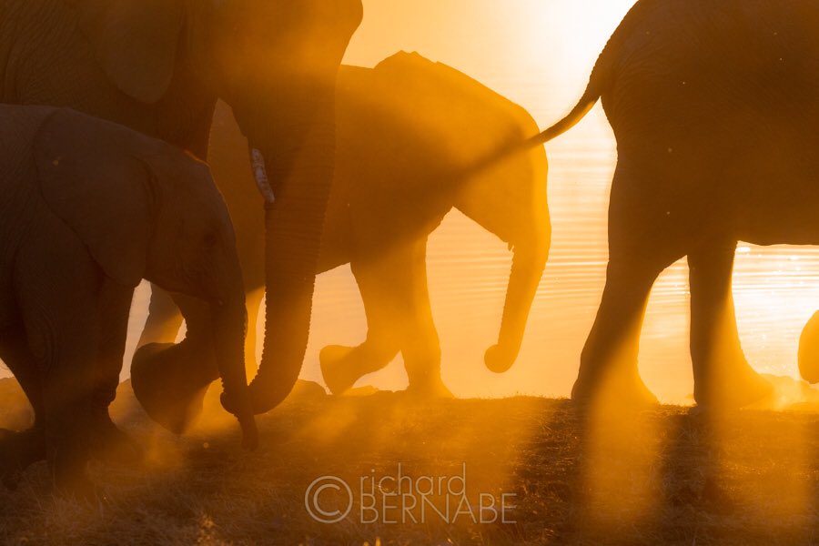 bernabephoto's tweet photo. “Chasing The Light” Etosha National Park, Namibia #wildlifephotography https://t.co/9wOWiECN8J