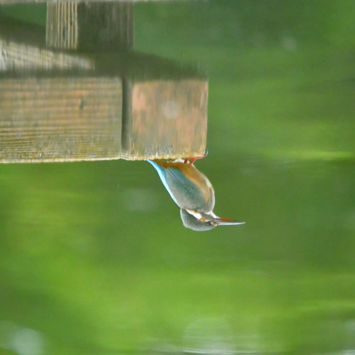 matsu0321s's tweet photo. 翡翠
#鳥 #bird #野鳥 #野鳥倶楽部 #かわせみ #カワセミ #翡翠 #kingfisher #柳瀬川 #清瀬 #東京カメラ部 #tokycameraclub #total_reflections #nikon #d500 #nikon_photography #tamronlens https://t.co/lwqn8eo58e