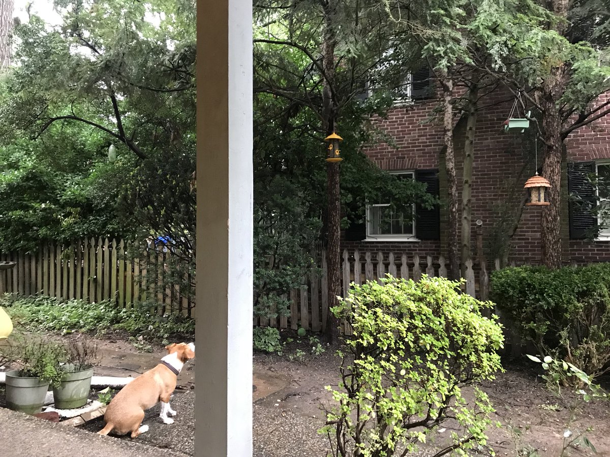 OanaBrooks's tweet photo. Eddie Brooks is certainly #undeterred by this #rain. He has his #eyesontheprize... #squirrels are apparently #theenemy this #rescuedog is #livinghisbestlife in #mybmore #baltimorecity #baltimorelife #baltimorefun #AdoptDontShop #SaveThemAll https://t.co/vBgCOxGKHJ