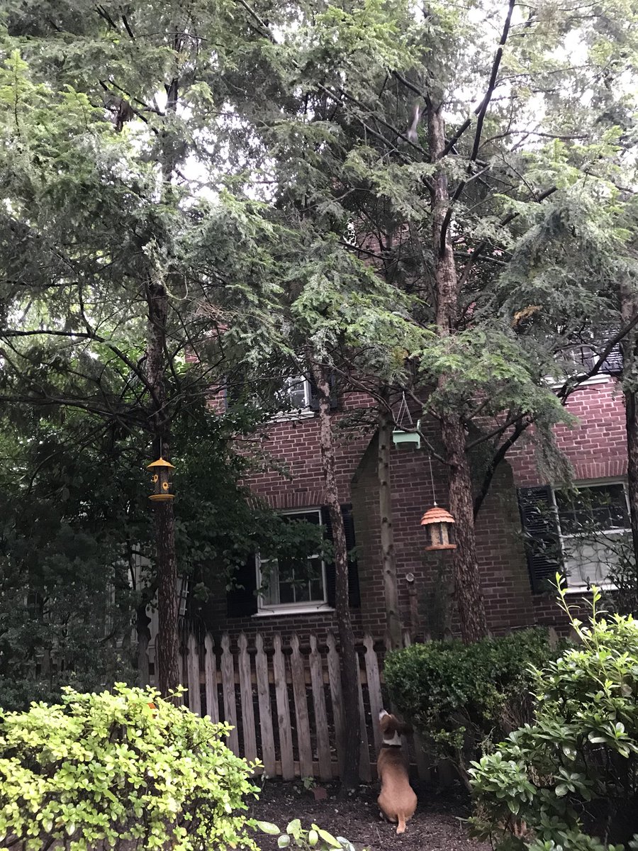 OanaBrooks's tweet photo. Eddie Brooks is certainly #undeterred by this #rain. He has his #eyesontheprize... #squirrels are apparently #theenemy this #rescuedog is #livinghisbestlife in #mybmore #baltimorecity #baltimorelife #baltimorefun #AdoptDontShop #SaveThemAll https://t.co/vBgCOxGKHJ