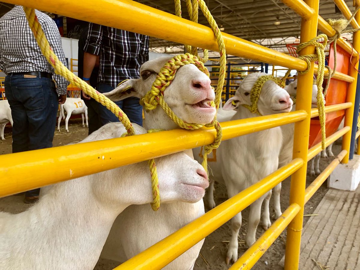 RogelioGzaUANL's tweet photo. Hoy llevamos a cabo la décima Gran Subasta @UANL, en donde presentamos el ganado y productos agropecuarios producidos en distintas dependencias universitarias. #SomosUni https://t.co/NJAkACUhdn