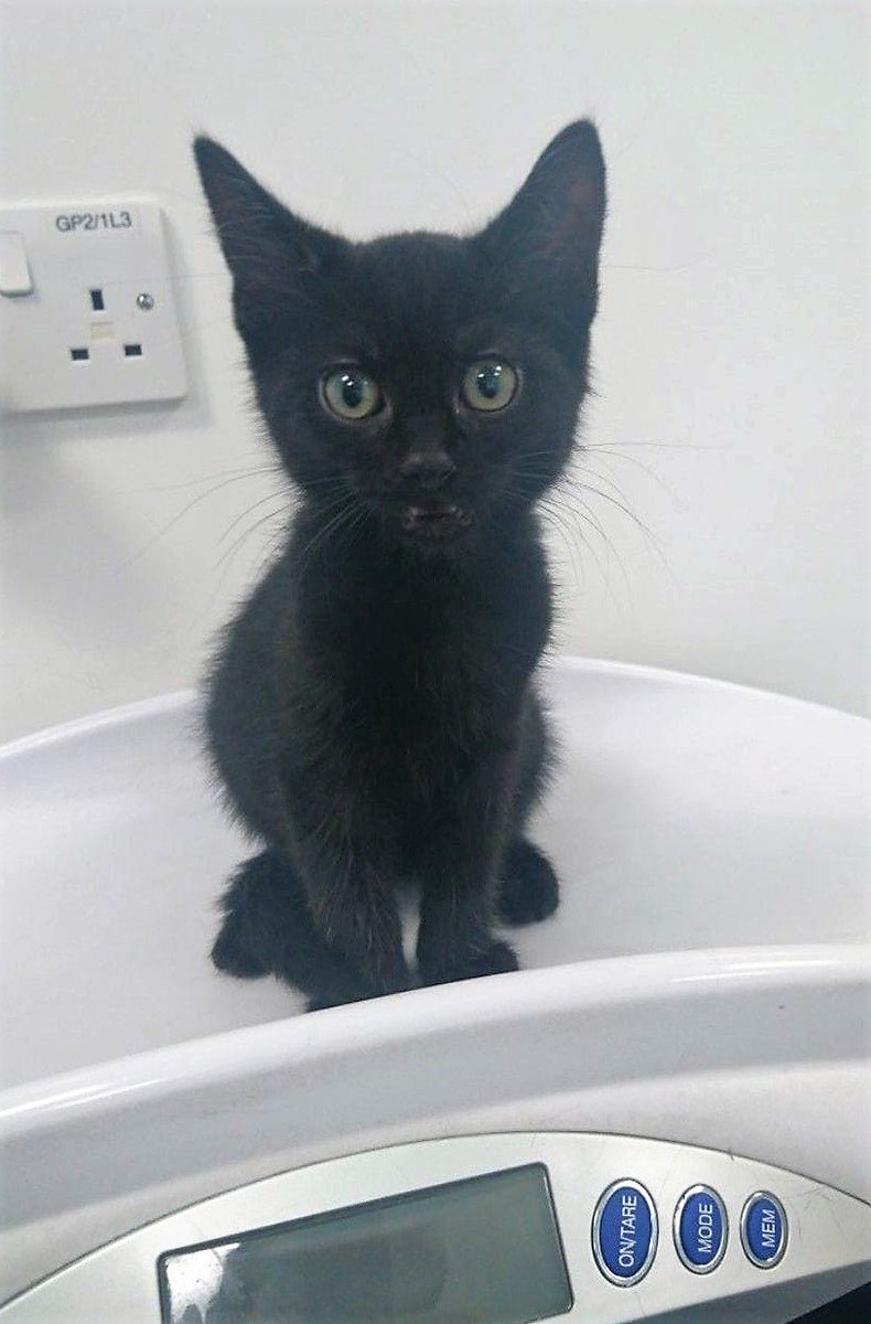 One of our newly homed kittens, Kole having his weight checked at his pre-neuter checkup. We think he just overheard what was going to happen. 🙈#adoptdontshop #caterday #catsoftwitter #pleaseneuteryourpuss