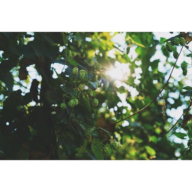 GrtNorthernBrew's tweet image. Between the hops at Scott Hop Farm in Whitefish, MT. #hops #localhops #localbeer #locallife #goingtothesunipa #bigmountaintpa ift.tt/2QdOKiR