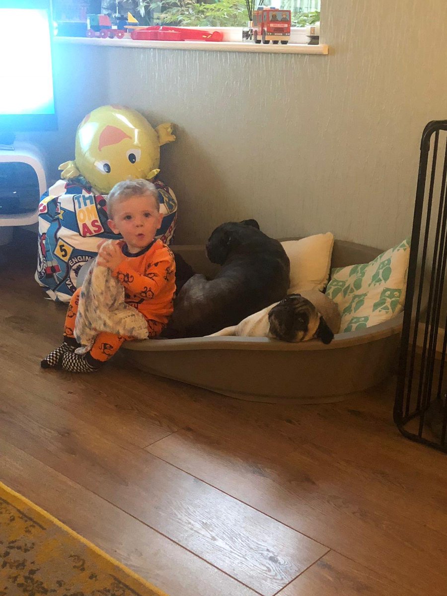 VegasThePug's tweet photo. I’m not happy about these new sleeping arrangements!!! 🐶🐻🐶#PugsandBear #Pug #NeedNyBeautySleep https://t.co/gCugl6e1to