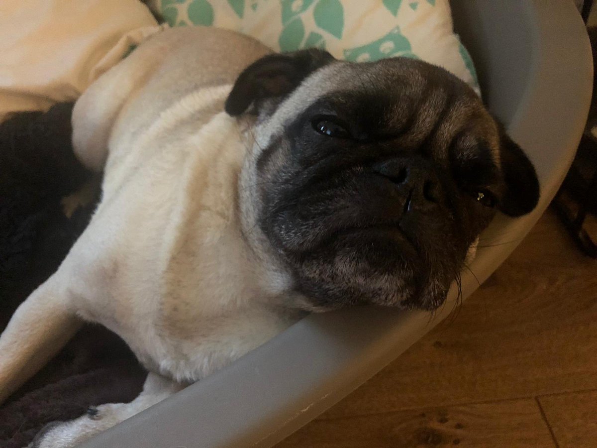 VegasThePug's tweet photo. I’m not happy about these new sleeping arrangements!!! 🐶🐻🐶#PugsandBear #Pug #NeedNyBeautySleep https://t.co/gCugl6e1to