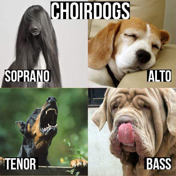 IvoriesStrings1's tweet photo. Definite #altos #violist & #singers here! #violaplayershaveallthefun #altosinger #violalife #choirlife https://t.co/rcnEpyxb3L