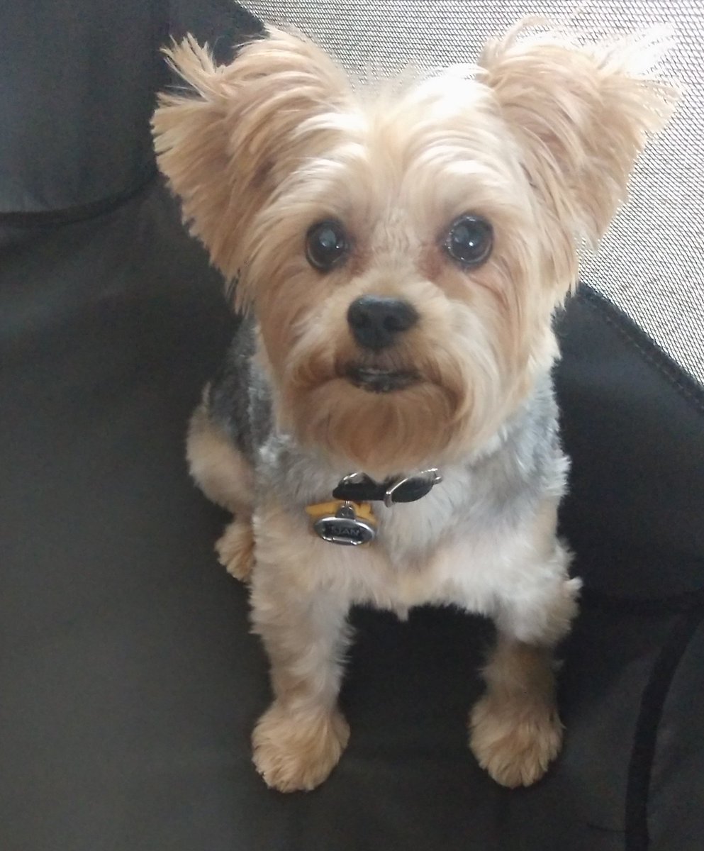 joanietorre's tweet photo. StanTheMan looking handsome after his grooming with his favorite groomer Amber💙 Thank you @OrlandoGrooming https://t.co/LNUHhIoJQx