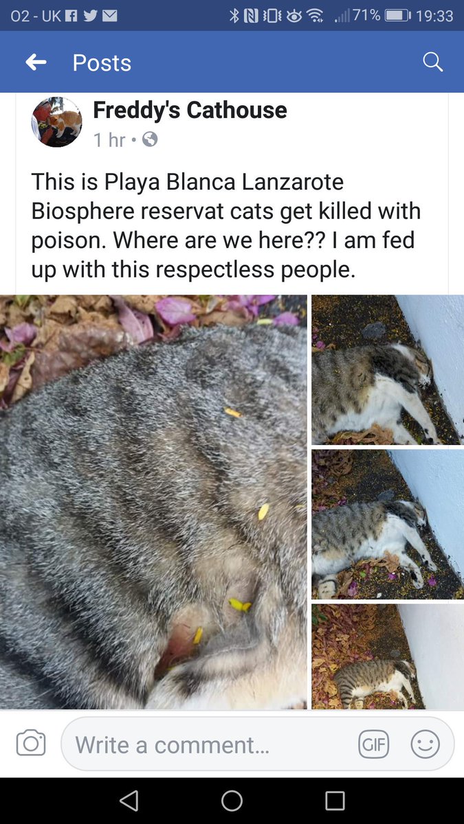 MirandaPearce's tweet photo. #cats are being #poisoned again in #playablanca #lanzarote @kiosko @TurismoCanario @canarias7 @LanzaroteMix @playablancainfo @freddyl31759994 https://t.co/mEAxAO3WVE https://t.co/BlOpehyJSN https://t.co/0o3UHxUU4w