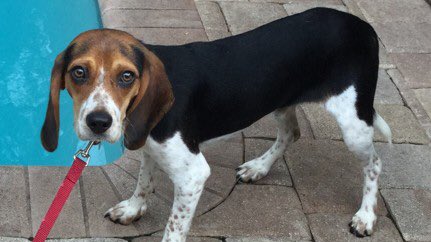 BeagleRescue's tweet photo. Enjoy all this Beagle cuteness! All adorable! All adoptable! https://t.co/eTWwCuwNNr https://t.co/abbhn4viWT