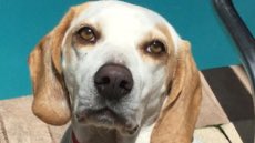 BeagleRescue's tweet photo. Enjoy all this Beagle cuteness! All adorable! All adoptable! https://t.co/eTWwCuwNNr https://t.co/abbhn4viWT