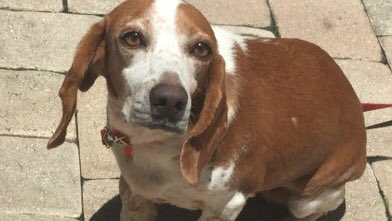 BeagleRescue's tweet photo. Enjoy all this Beagle cuteness! All adorable! All adoptable! https://t.co/eTWwCuwNNr https://t.co/abbhn4viWT