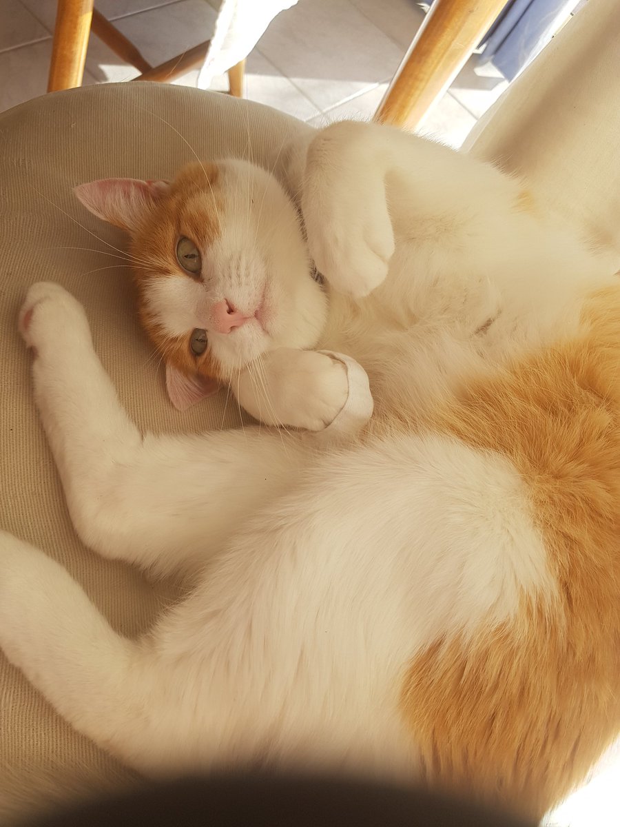 datagovau's tweet image. Uhhh... have another picture of Billy #catsofgovhack