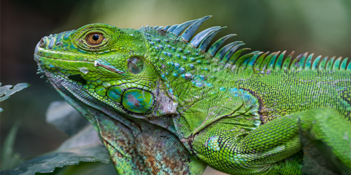 MicrosoftFCP's tweet photo. Celebrate reptiles today on #NationalIguanaAwarenessDay ! https://t.co/ZhgHCRWLq2 https://t.co/W9FimFsMt4