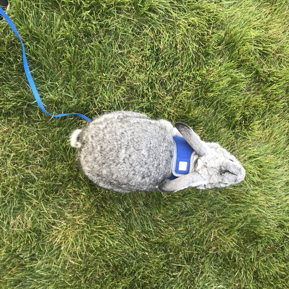 CoughlinRabbit's tweet photo. This is not a drill guys. I’m prepped and ready to see you all. Get to Larson commons at 4. I need some love. https://t.co/cqRUiTOSA2