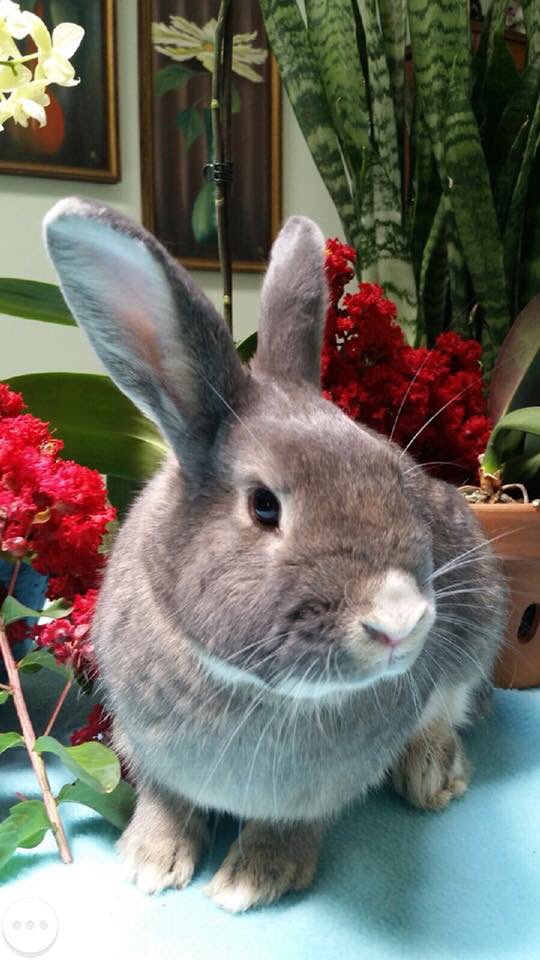 NMHouseRabbits's tweet photo. Lydia &amp; Parker are 2 of 10 #rabbits looking for forever homes today at our Uptown PetSmart #adoption event from 11a-3p! Bring your bun for a nail trim ~ donations welcome! #ABQ #shelter #rescueme #rescuerabbits https://t.co/OHKuqbaF1l