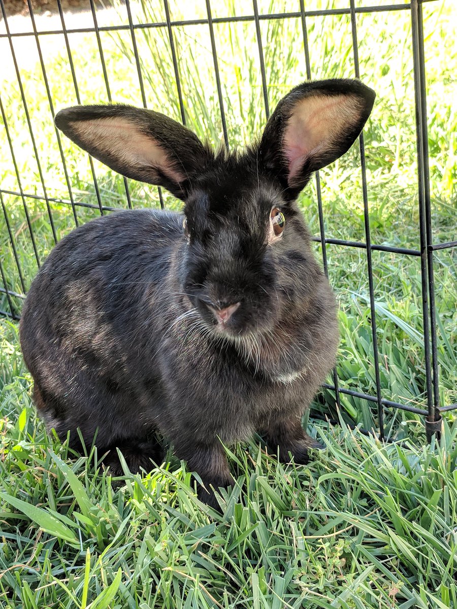 NMHouseRabbits's tweet photo. Lydia &amp; Parker are 2 of 10 #rabbits looking for forever homes today at our Uptown PetSmart #adoption event from 11a-3p! Bring your bun for a nail trim ~ donations welcome! #ABQ #shelter #rescueme #rescuerabbits https://t.co/OHKuqbaF1l