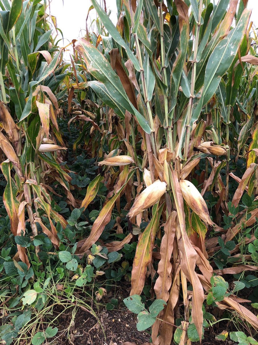 BenChopit's tweet photo. Maybe planted the corn a little to thick. Longer season bean though definitely the way to go https://t.co/VWmqRCKqTS