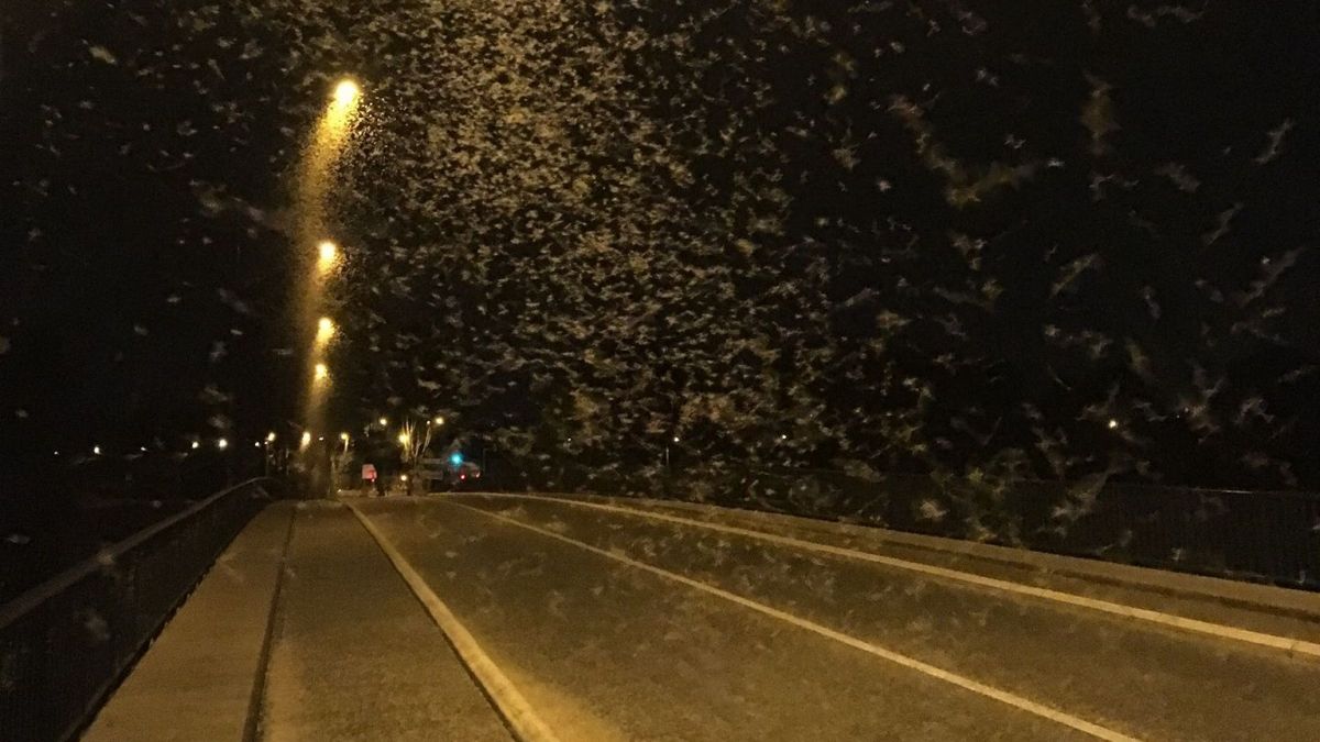 FRT_Pro's tweet image. Après la #saison du moustique voici donc celle des éphémères, un bonheur pour les entomologistes amateurs. #Toulouse mon.actu.io/r/8hgemlx