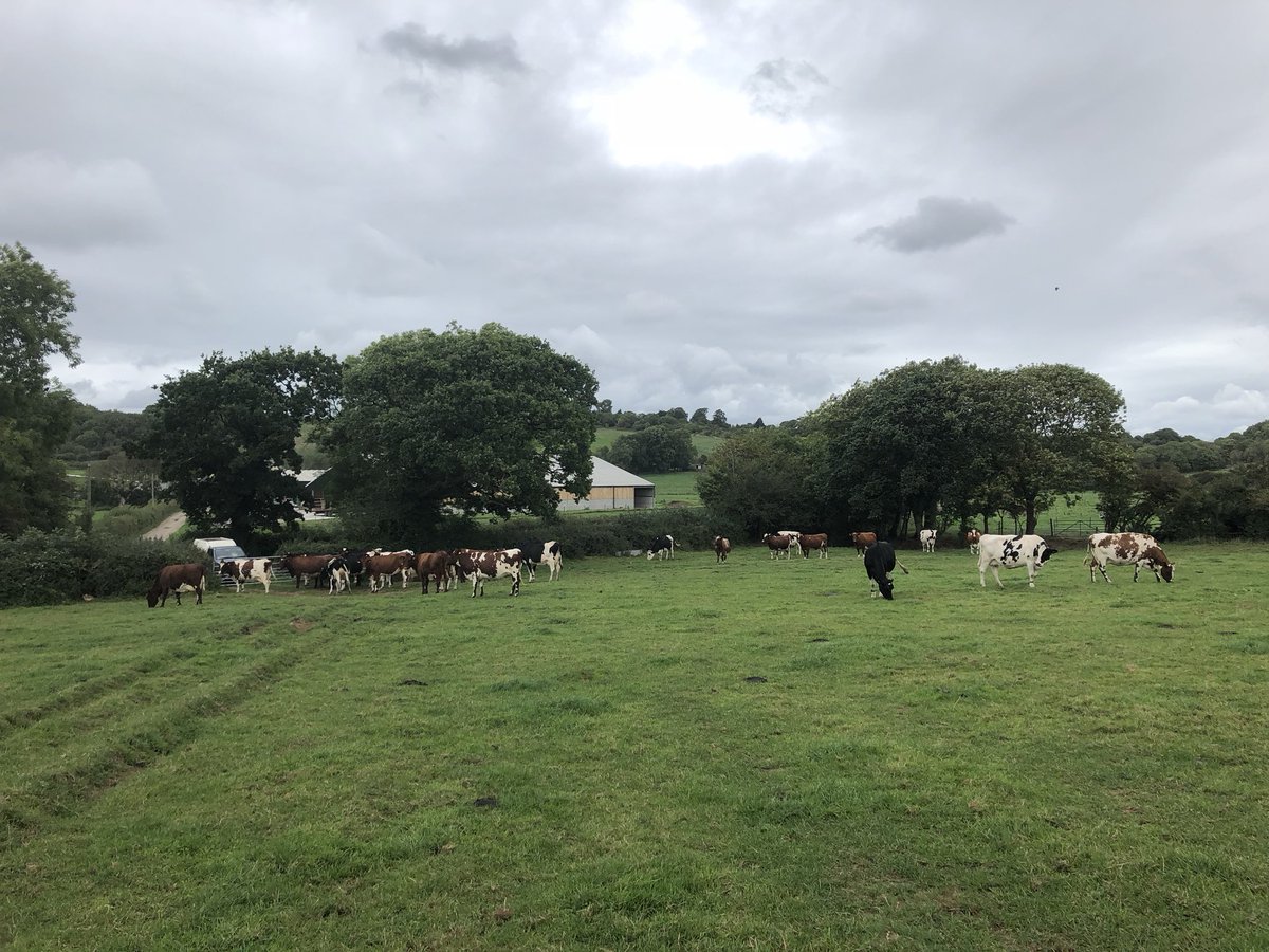 DOG CHASING MY COWS 😡
Please everyone keep your dogs on leads around livestock or stay out of the field. This person just walked away!
All these cows are pregnant - last time this happened one got so frightened she jumped a ditch &amp; broker her leg &amp; had to be shot
#DogsOnLeads