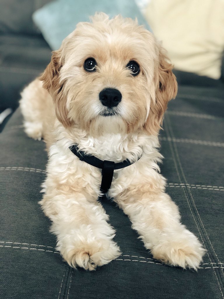KendraMadden19's tweet photo. But really... teach me how to resist this look... you can’t https://t.co/QMyg7f01ox